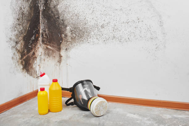 Best Residential Mold Removal  in Dunlap, IA