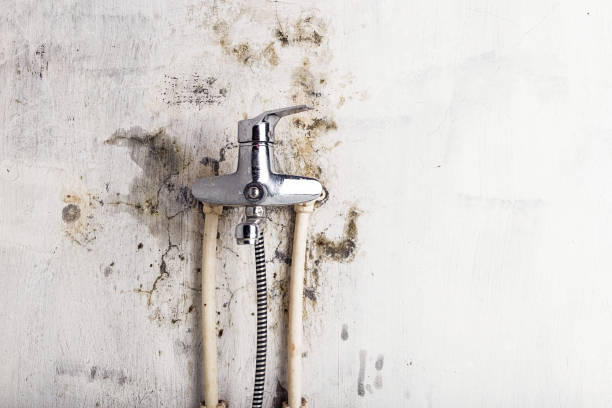 Best Mold Remediation  in Dunlap, IA