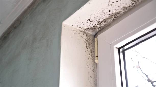 Best Crawl Space Mold Removal  in Dunlap, IA