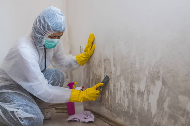 Best Mold Remediation Experts  in Dunlap, IA