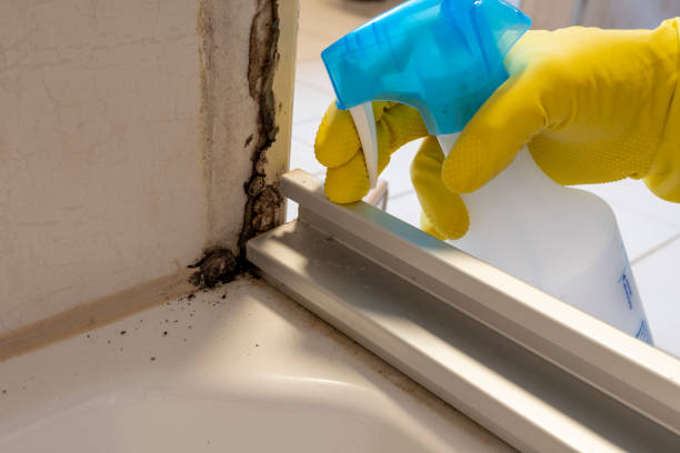 Best Commercial Mold Removal  in Dunlap, IA