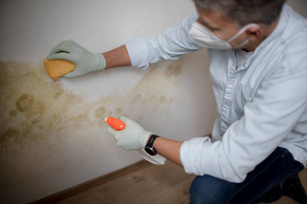 Best Crawl Space Mold Removal  in Dunlap, IA