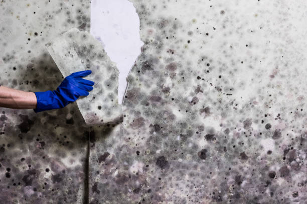 Best Office Mold Removal Services  in Dunlap, IA